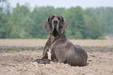 DOGUE ALLEMAND 475